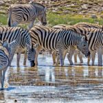 Zebras drinking water in Etosha National Park | Photo: Jürgen_Bierlein via pixabay