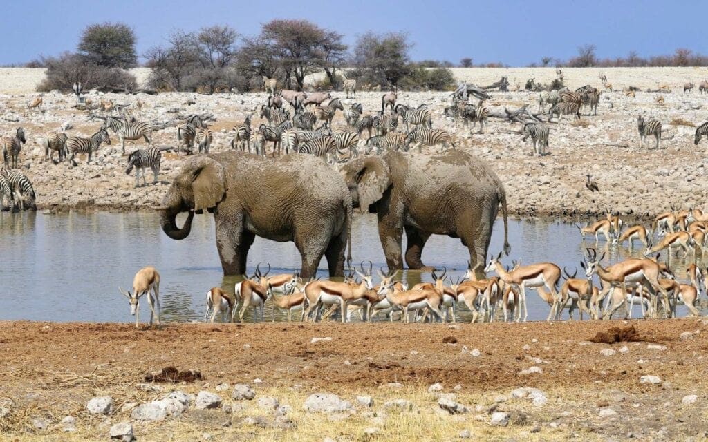 Elephants, springboks and Zebras gathered at a waterhole in the desert. 