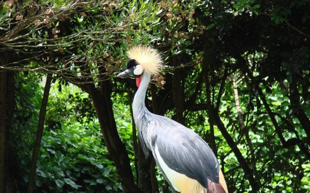 Crown Crane, National Bird of Uganda | Photo: Winston Fowler via Getty