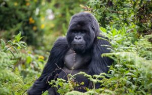 Gorilla sitting in dense vegetation in Volcanoes National Park, Rwanda