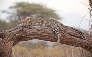 Leopard resting on a tree trunk in Kenya