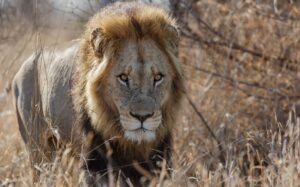 Up close view of a lion in Kruger National Park, South Africa