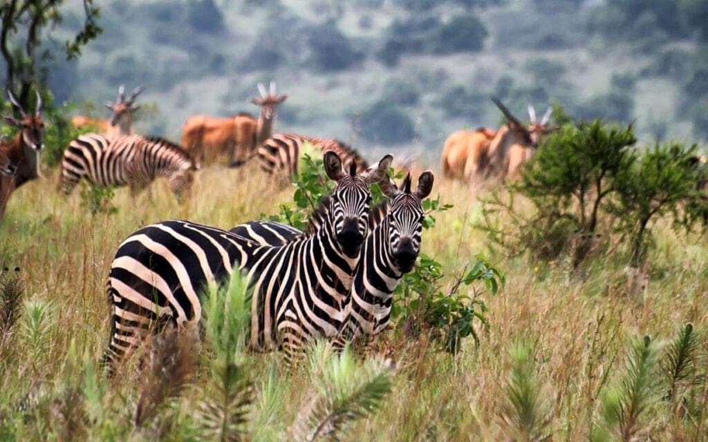 Zebras in Akagera National Park in Rwanda | Photo: BGStock72 via Canva