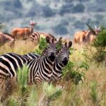 Zebras in Akagera National Park in Rwanda | Photo: BGStock72 via Canva