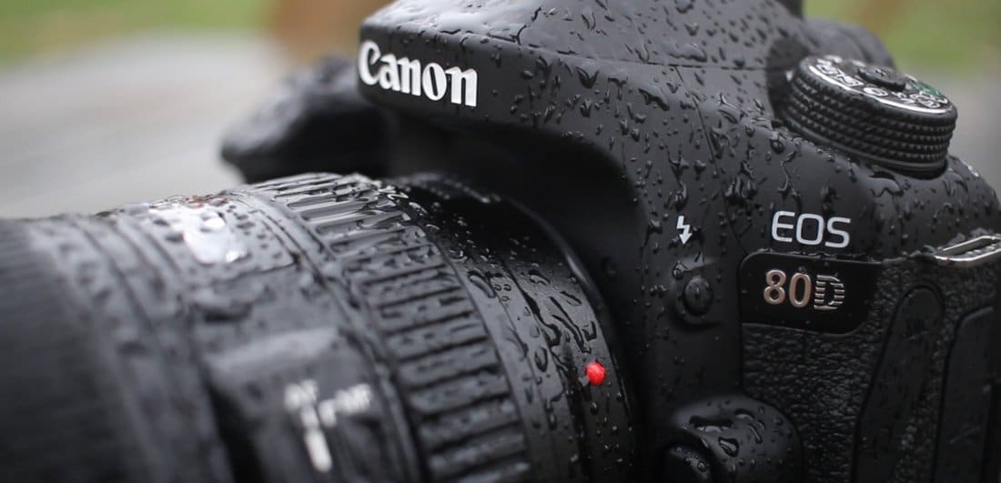 Safari photography: an amateur’s guide to getting your first wildlife shot