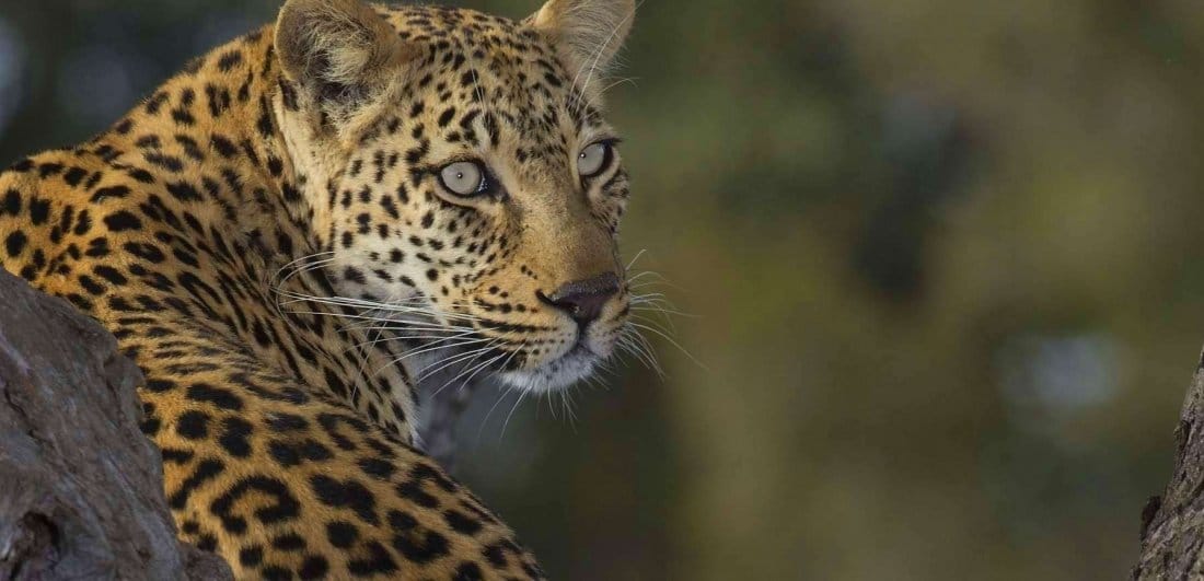 Safari photography: an amateur’s guide to getting your first wildlife shot