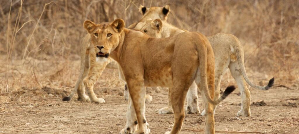 Lions in Namibia.