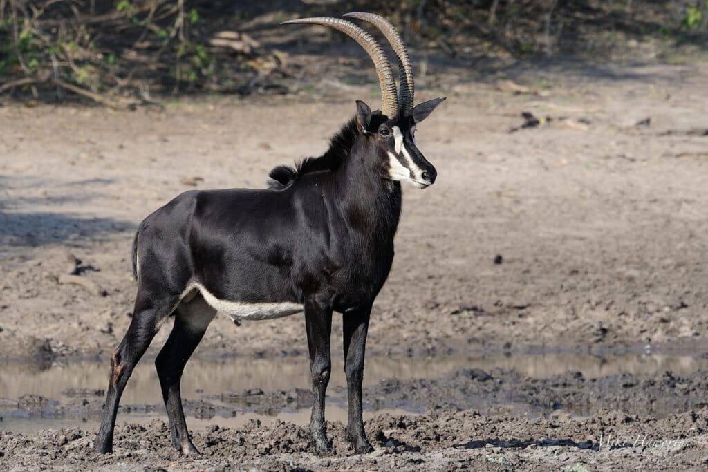 Sable antelope in Botswana.