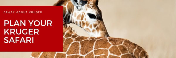 kruger national park big five safari