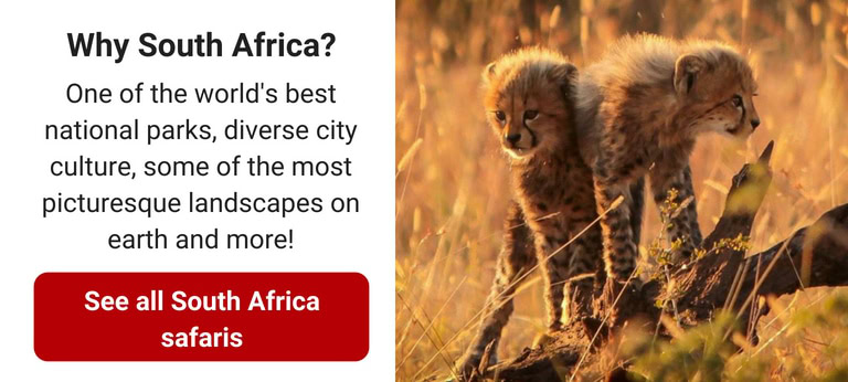 WATCH: South Africa vs Namibia safaris