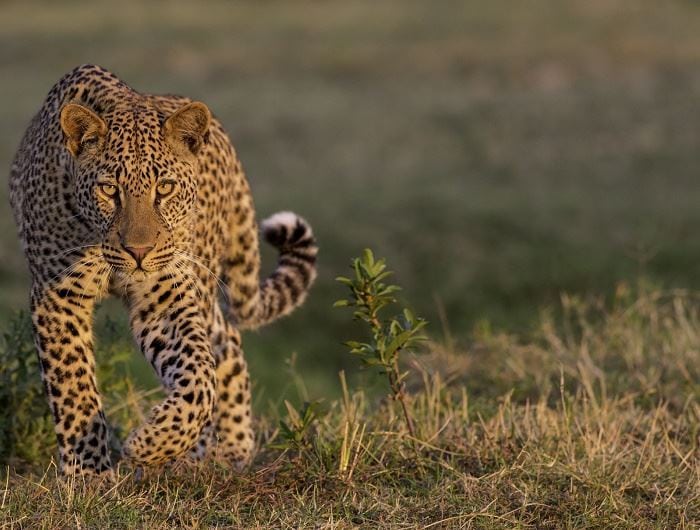 Leopard spotting is particularly good in South Luangwa during May