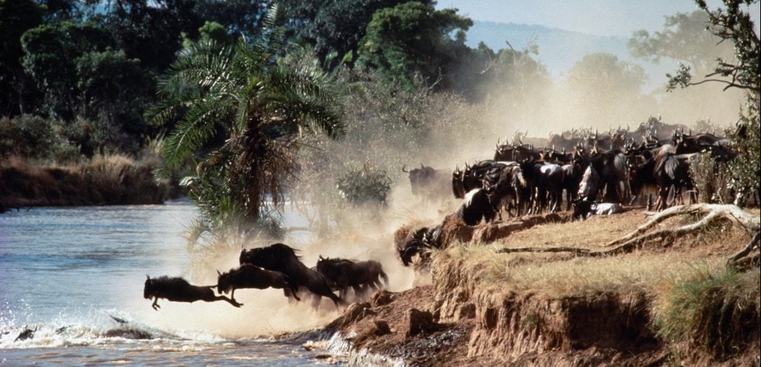 tanzania-safari