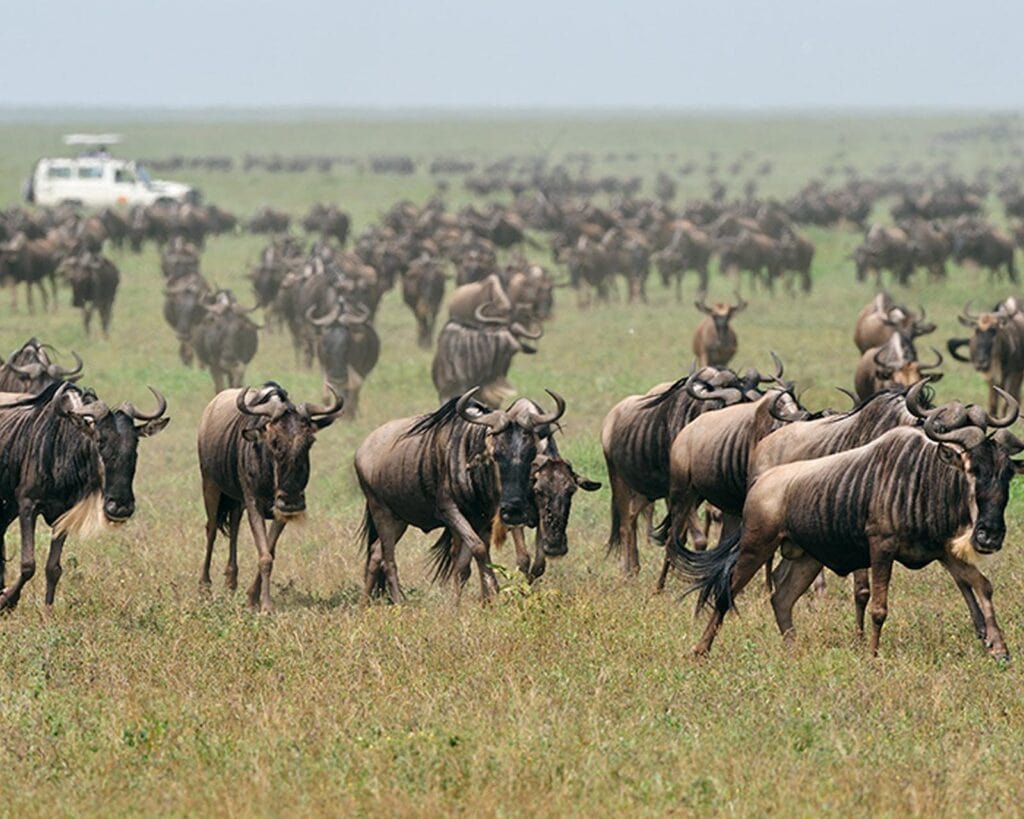 Massive herd of wildebeest in Ndutu, Serengeti National Park