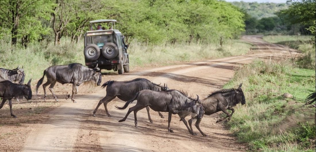 tanzania-safari