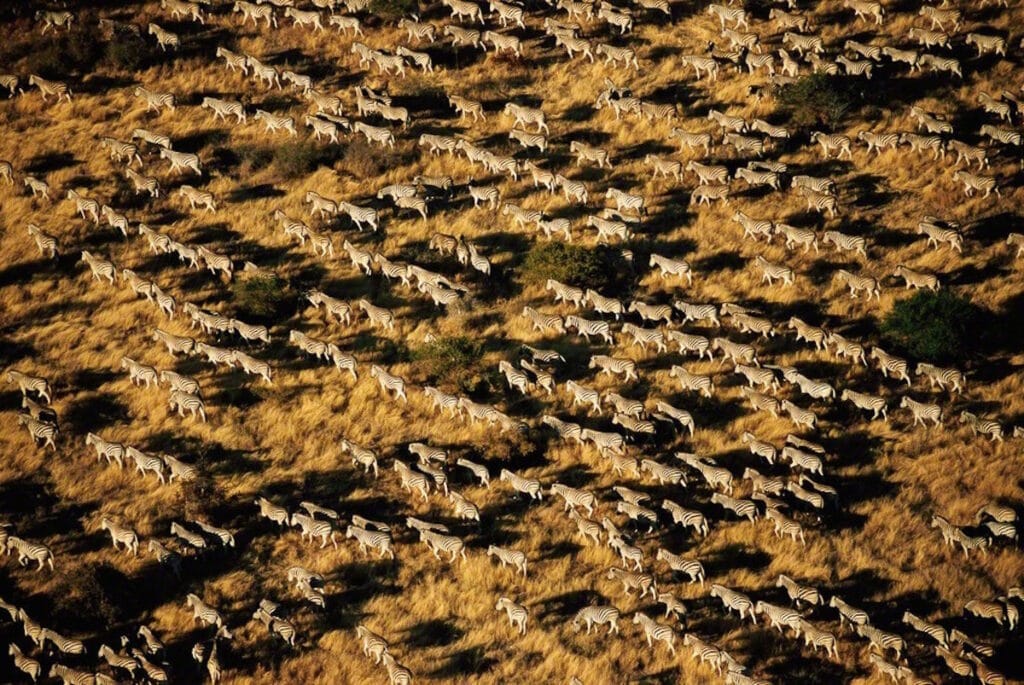 Migrating zebra in Botswana's Savute region