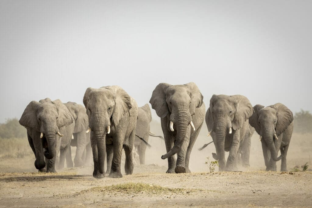 Large elephant family walking in dust in Savuti in Botswana.