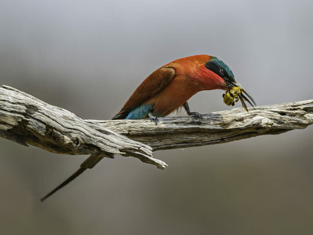 Southern carmine bee-eater in Chobe National Park, Botswana.