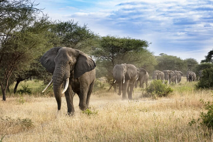 Elephant herd in Zambia.