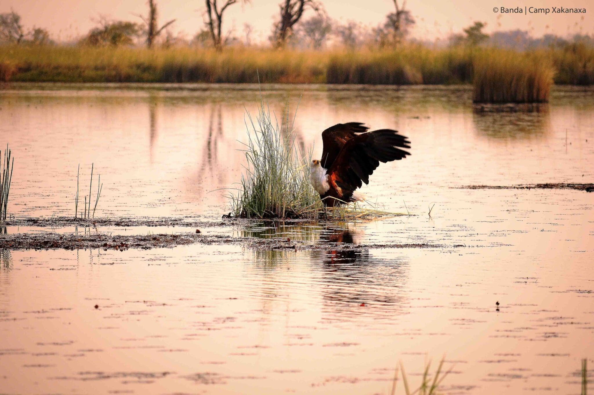 birding safari botswana