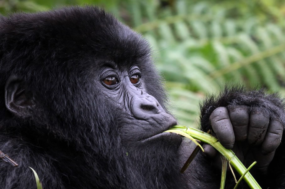 Mountain Gorilla trekking on a Uganda Safari