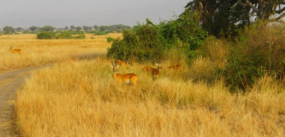 Your short guide to Queen Elizabeth National Park (QENP)