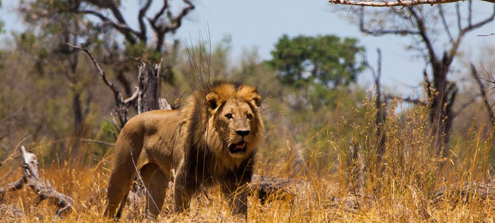 A lion eyes his prospective prey