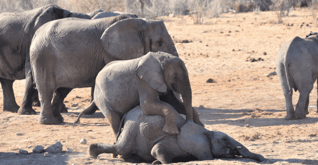 A herd of elephants with two baby elephants playing.