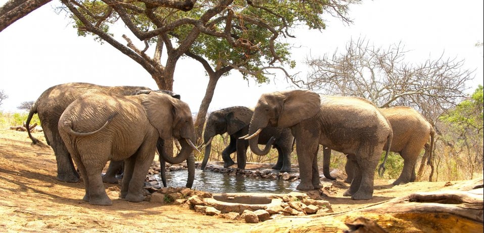 Explore Elewana Collection’s Tarangire Treetops