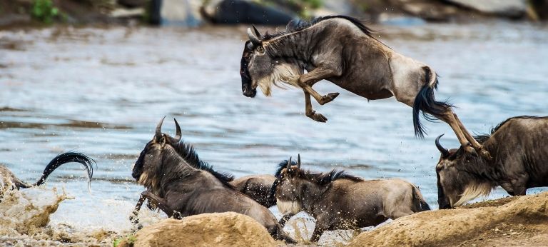 Herdtracker Migration