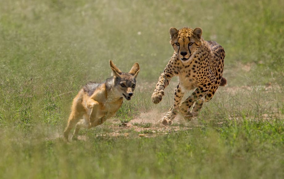 masai-mara-wildlife-discovery