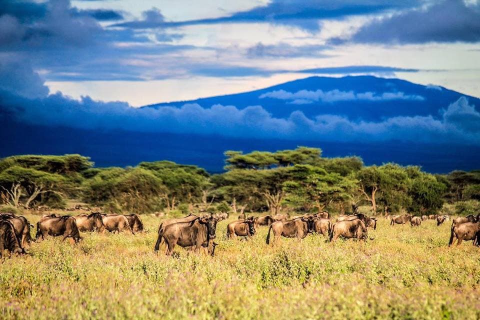 ndutu-luxury-safari