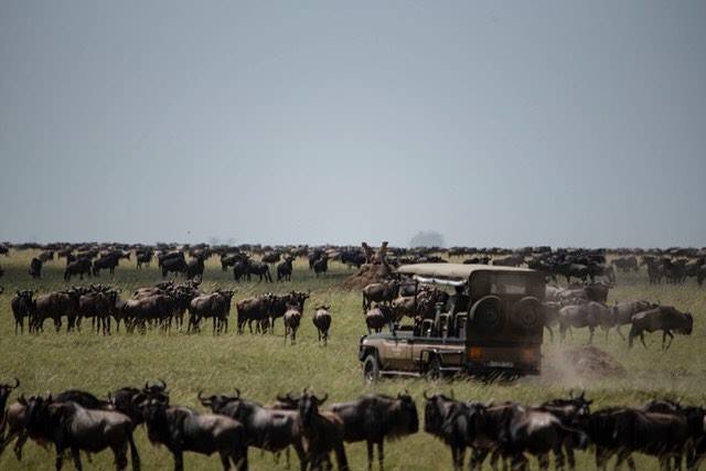 private-migration-family-safari