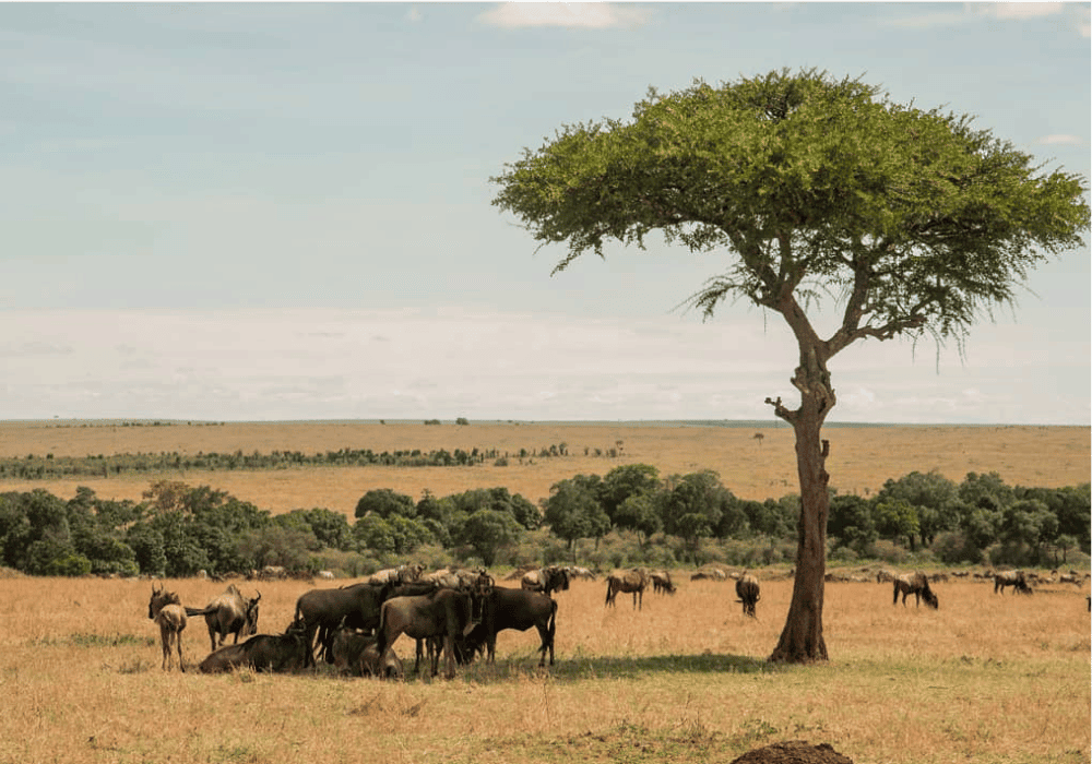 serengeti-migration-safari