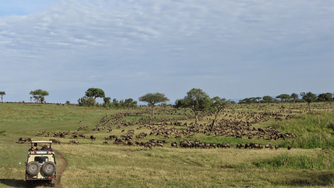 serengeti-migration-safari