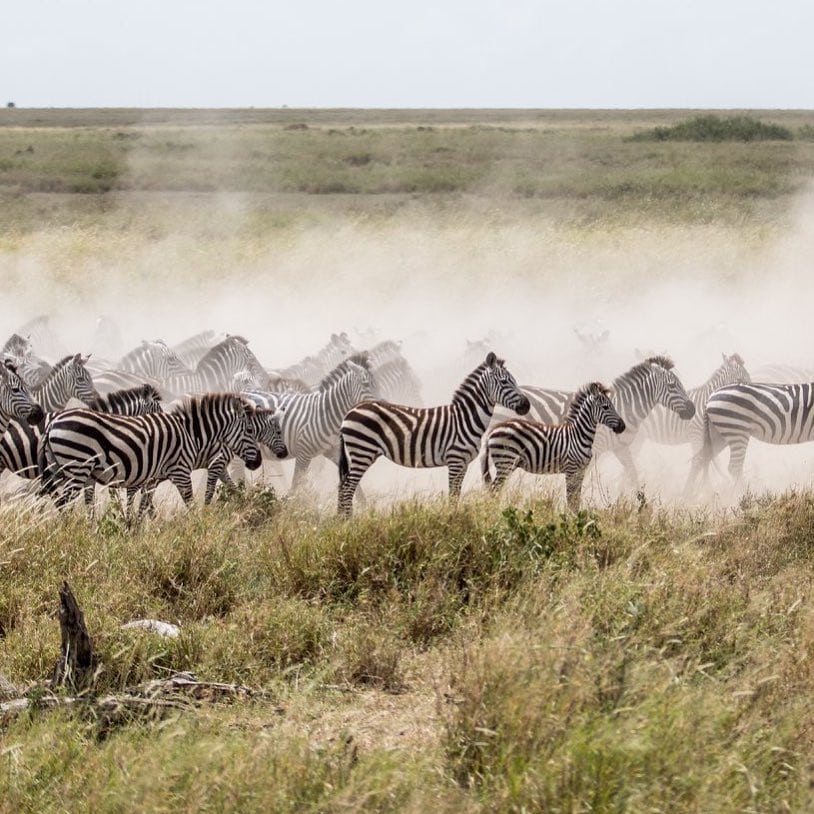 migration-luxury-safari