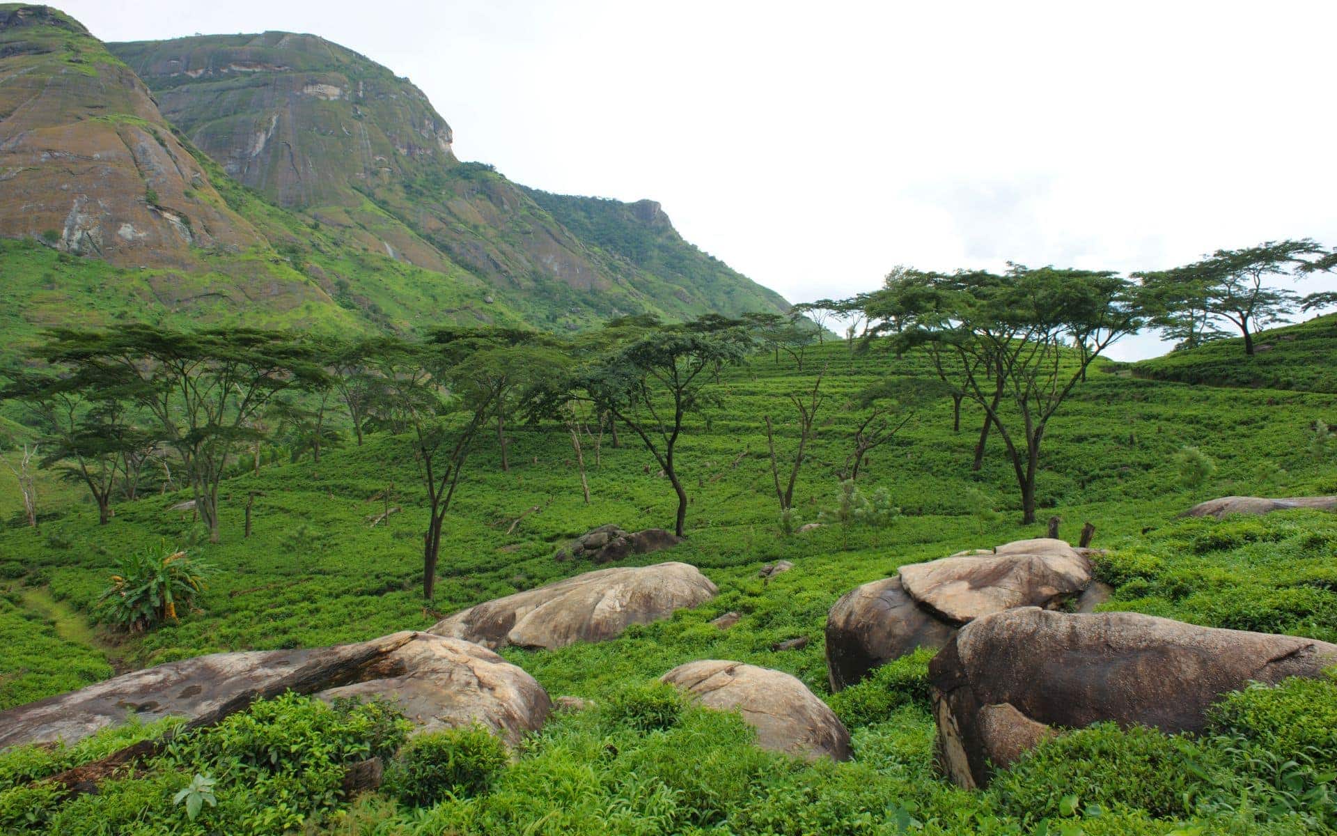 Tea plantations in the rocky hills of Gurue, Mozambique.