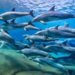 dolphins around ibo island mozambique holiday