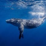 humpback whale mozambique holiday