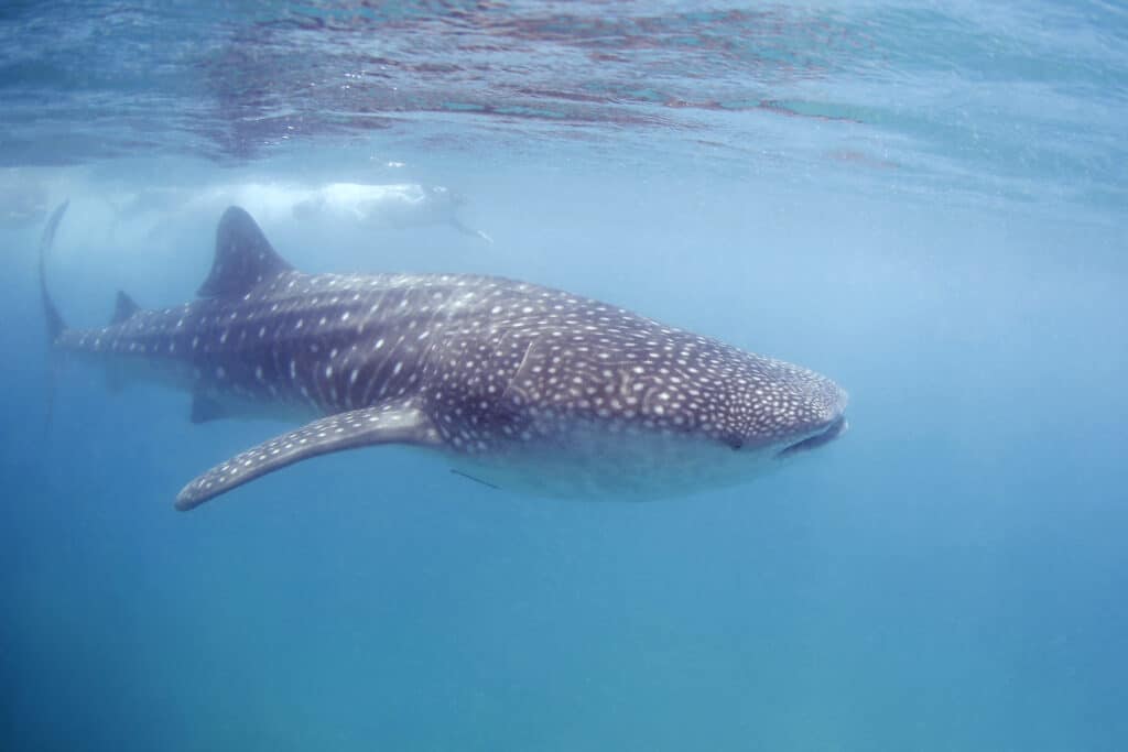 Whale shark swimming right beneath the surface in Tofo, Mozambique