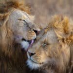 Lions Grooming at Ngorongoro Crater, Tanzania Africa