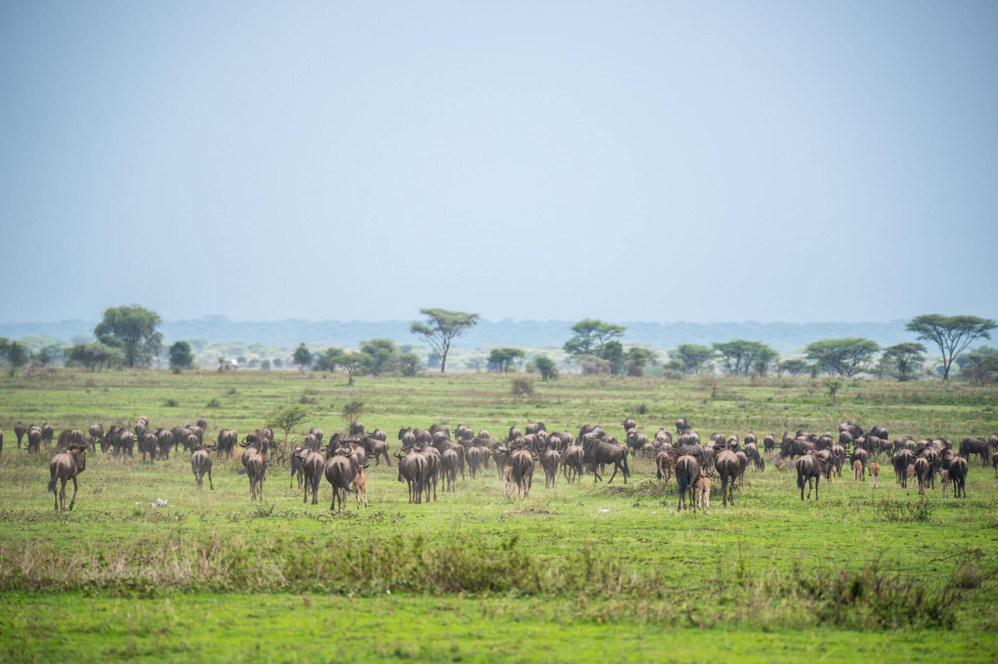 kusini camp serengeti tanzania