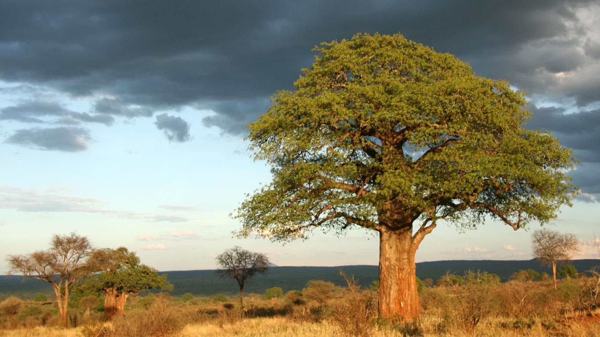 tarangire national park