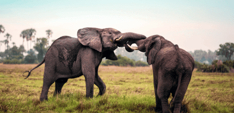 WATCH: Botswana vs South Africa