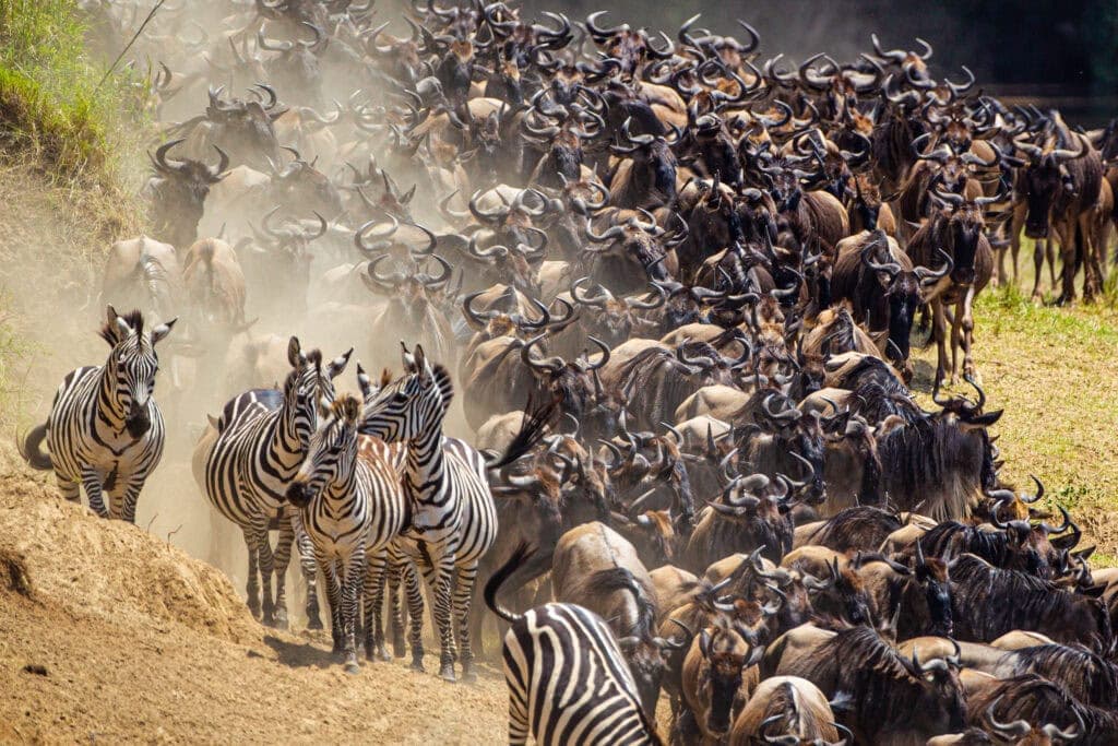 Herd of wildebeest and Zebra. Photo: Getty Images