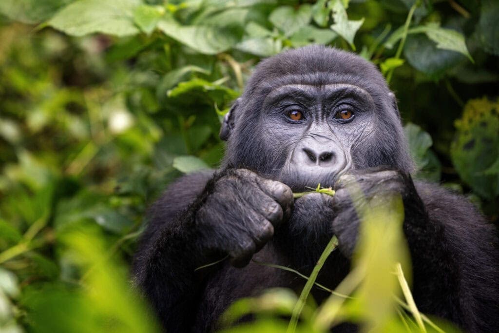 Gorilla in Uganda