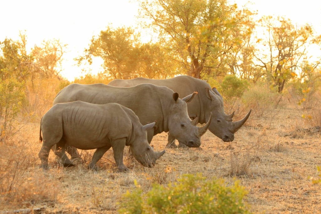 Rhinos in game park. Photo: Getty Images