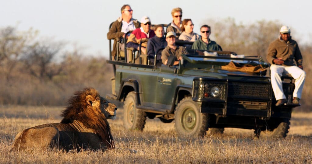 Lion sighting next to safari vehicle