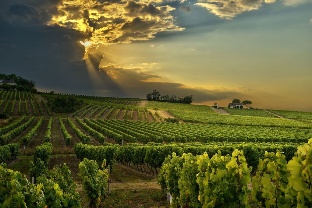 Stellenbosch Winelands area