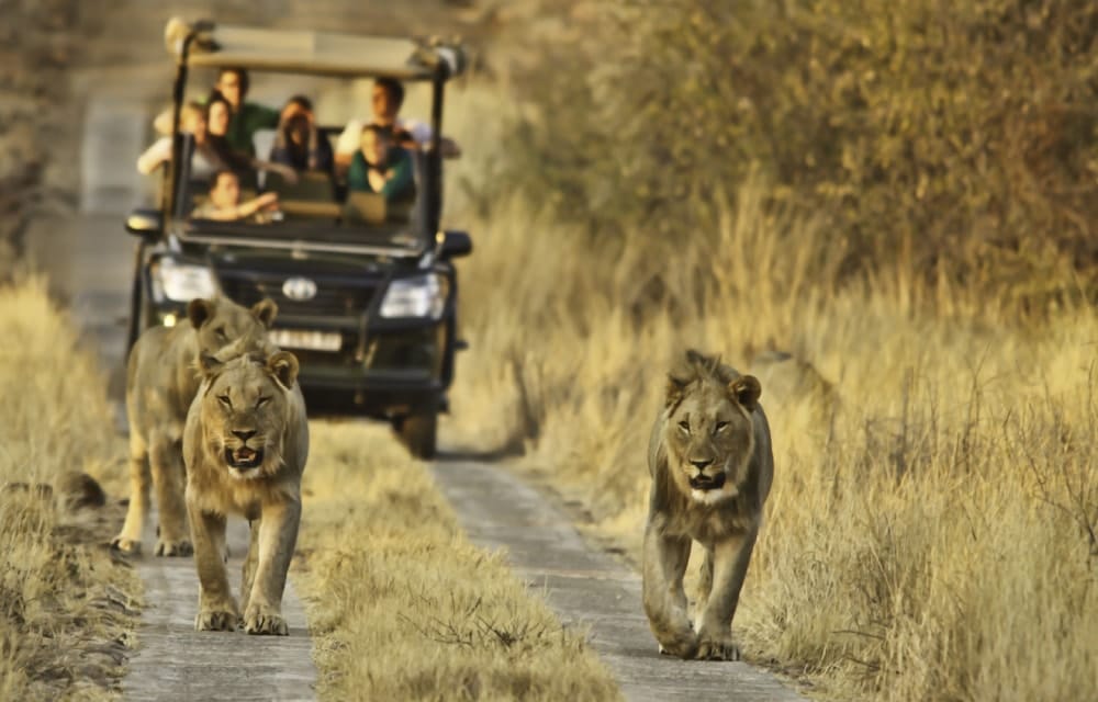 Game drive in Kruger National Park