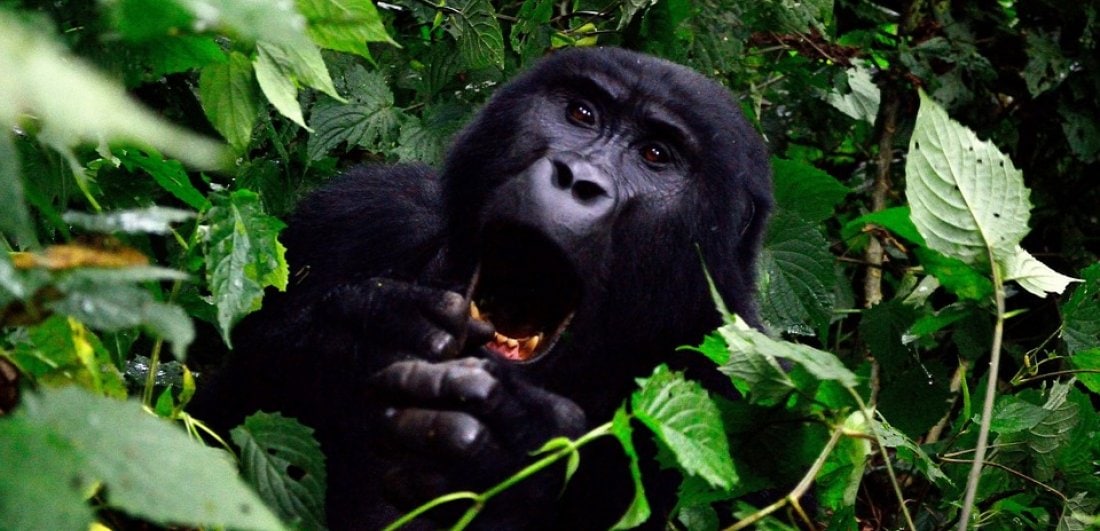 Gorilla Trekking Safari